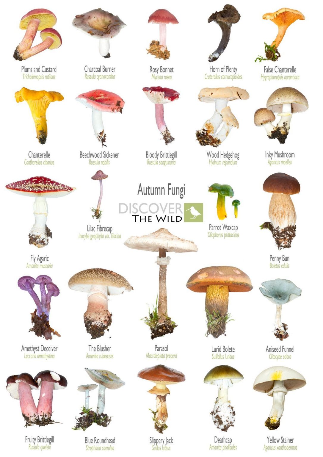 Mushroom Identification Guide Uk - Guide BizGuru