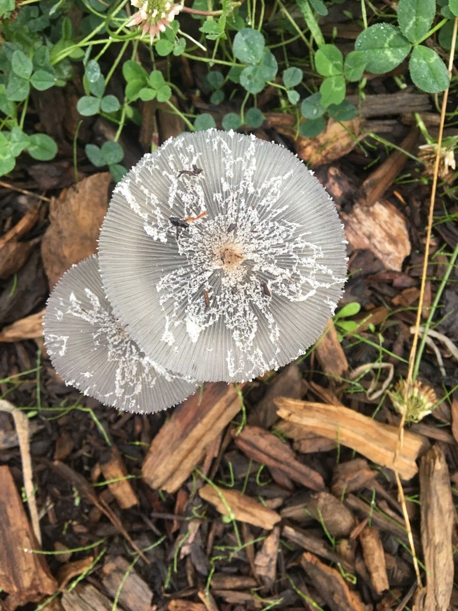 Mushroom Identification Guide Pacific Northwest - Guide BizGuru